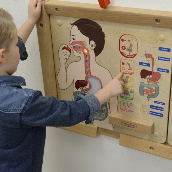 MASTERKIDZ Virškinimo sistemos pažinimo lenta